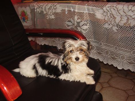 kiskutyak_060.jpg kiskutyak_060.jpg