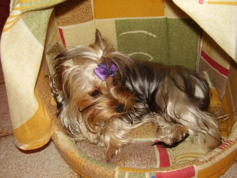 kiskutyak_066.jpg kiskutyak_066.jpg